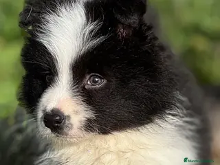 Border Collie perros Border Collie de Alta Competición. Excepcional - Anuncio 1