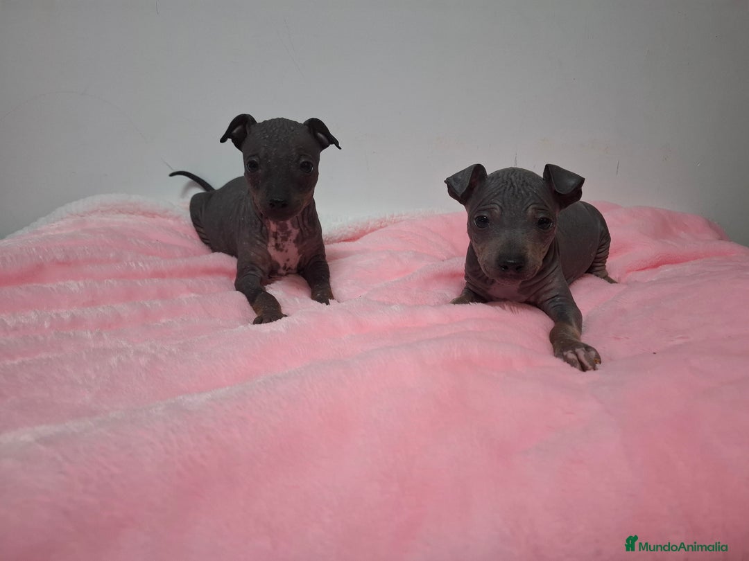 Perro Sin Pelo de Perú perros en venta: American hairles terrier  - Anuncio 5