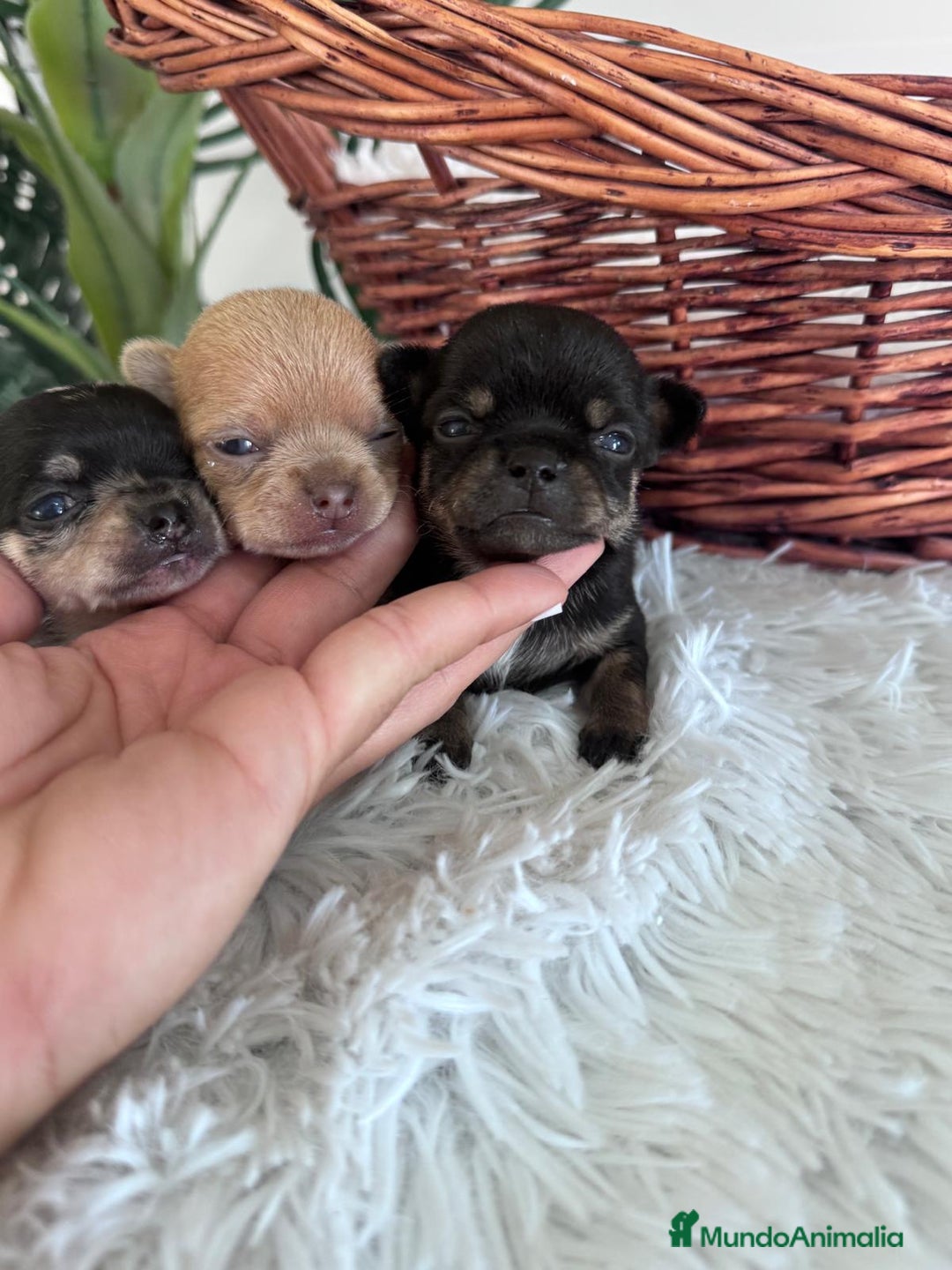 Chihuahua perros en venta: CHIHUAHUA - Imagen 12
