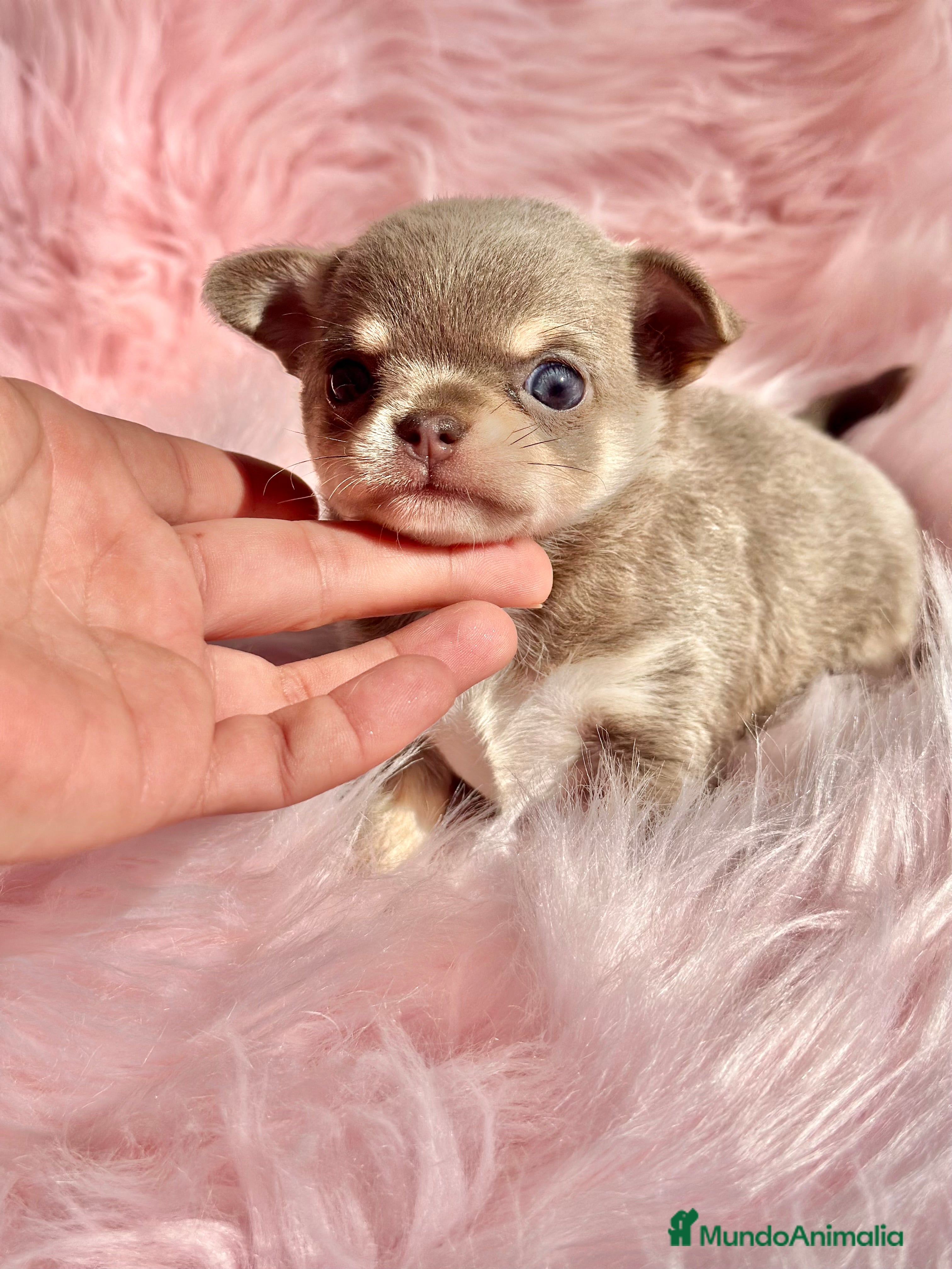 Chihuahua perros CHIHUAHUA TOY EXÓTICOS  - Anuncio 2