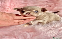 Chihuahua perros en venta: CHIHUAHUA TOY EXÓTICOS  - Anuncio 2