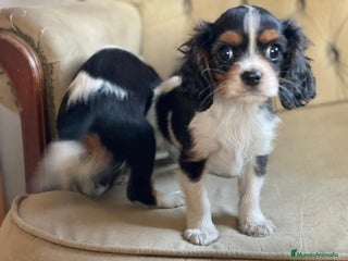 Cavalier King Charles Spaniel perros en Madrid - Anuncio 9