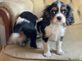 Cavalier King Charles Spaniel perros Camada de Cavallier en Madrid - Anuncio 30