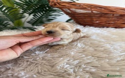 Maltipoo perros en venta: MALTIPOO MACHO - Anuncio 8