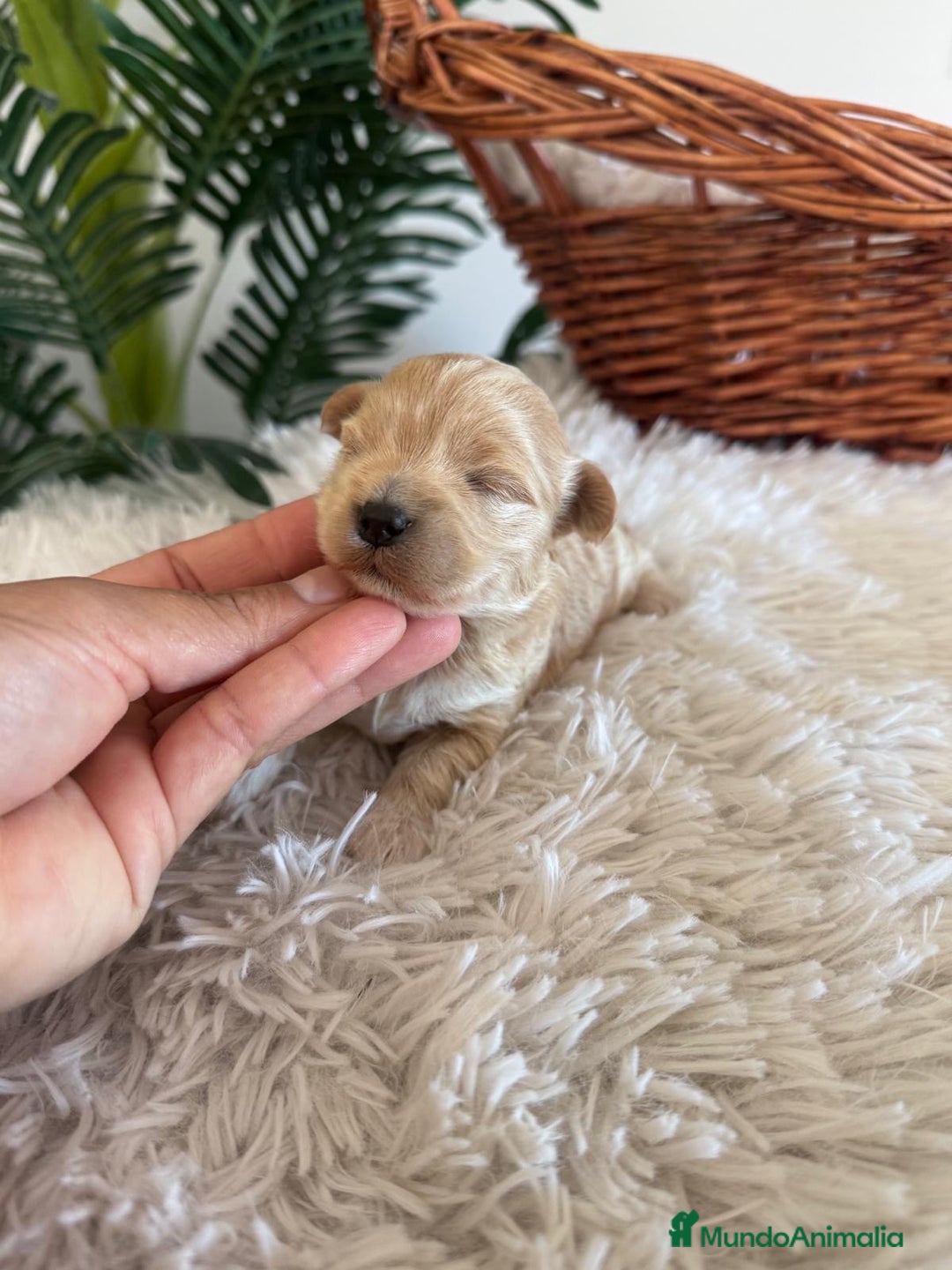 Maltipoo perros en venta: MALTIPOO MACHO - Anuncio 8