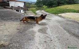 Pastor Alemán perros en venta: Pastores alemanes de CARMARGUT - Imagen 6