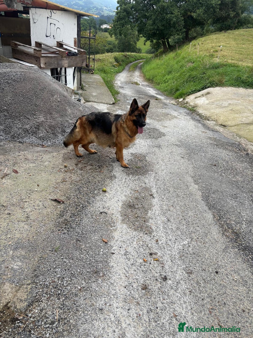 Pastor Alemán perros en venta: Pastores alemanes de CARMARGUT - Imagen 6