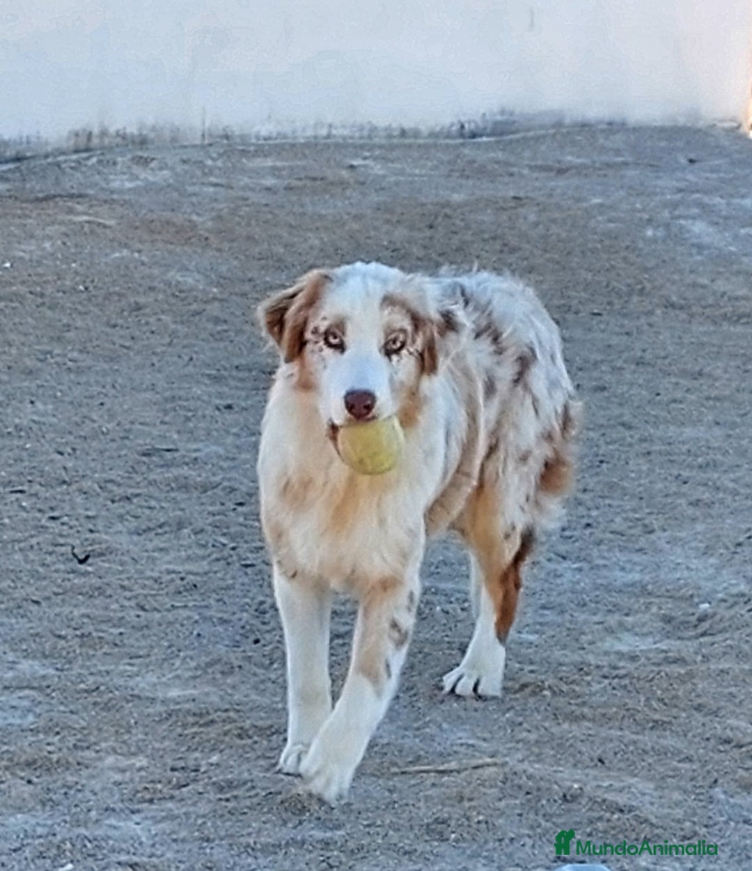 Pastor Australiano perros en adopcion: Hembra rojo merle - Anuncio 3