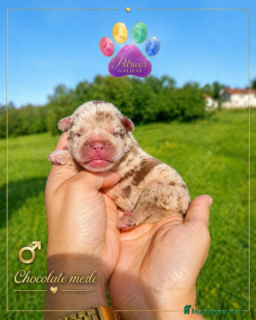 Bulldog Francés perros en venta: Camada Bulldog francés  - Anuncio 1