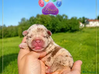 Bulldog Francés perros Camada Bulldog francés - Anuncio 2