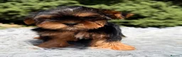 Yorkshire Terrier perros en venta: Yorkshire Toy  - Anuncio 2