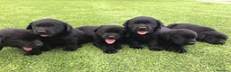 Labrador Retriever perros en venta: Cachorros de labrador retriever con pedigree  - Anuncio 6