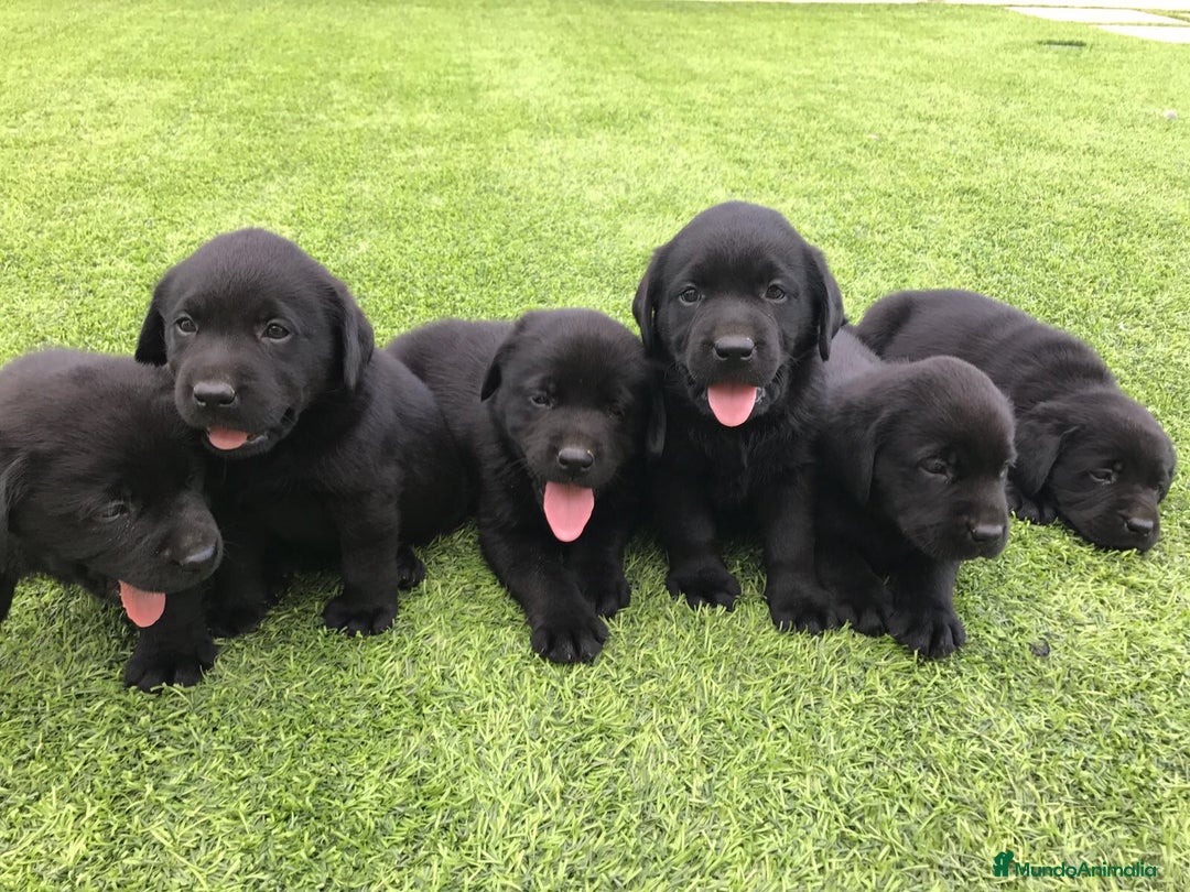 Labrador Retriever perros en venta: Cachorros de labrador retriever con pedigree  - Anuncio 6