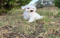 Schnauzer Miniatura perros en venta: Schnauzer Miniatura Hembra disponible!! - Imagen 2