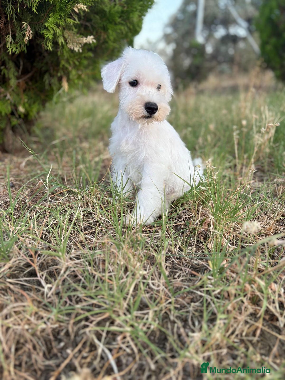 Schnauzer Miniatura perros en venta: Schnauzer Miniatura Hembra disponible!! - Imagen 2