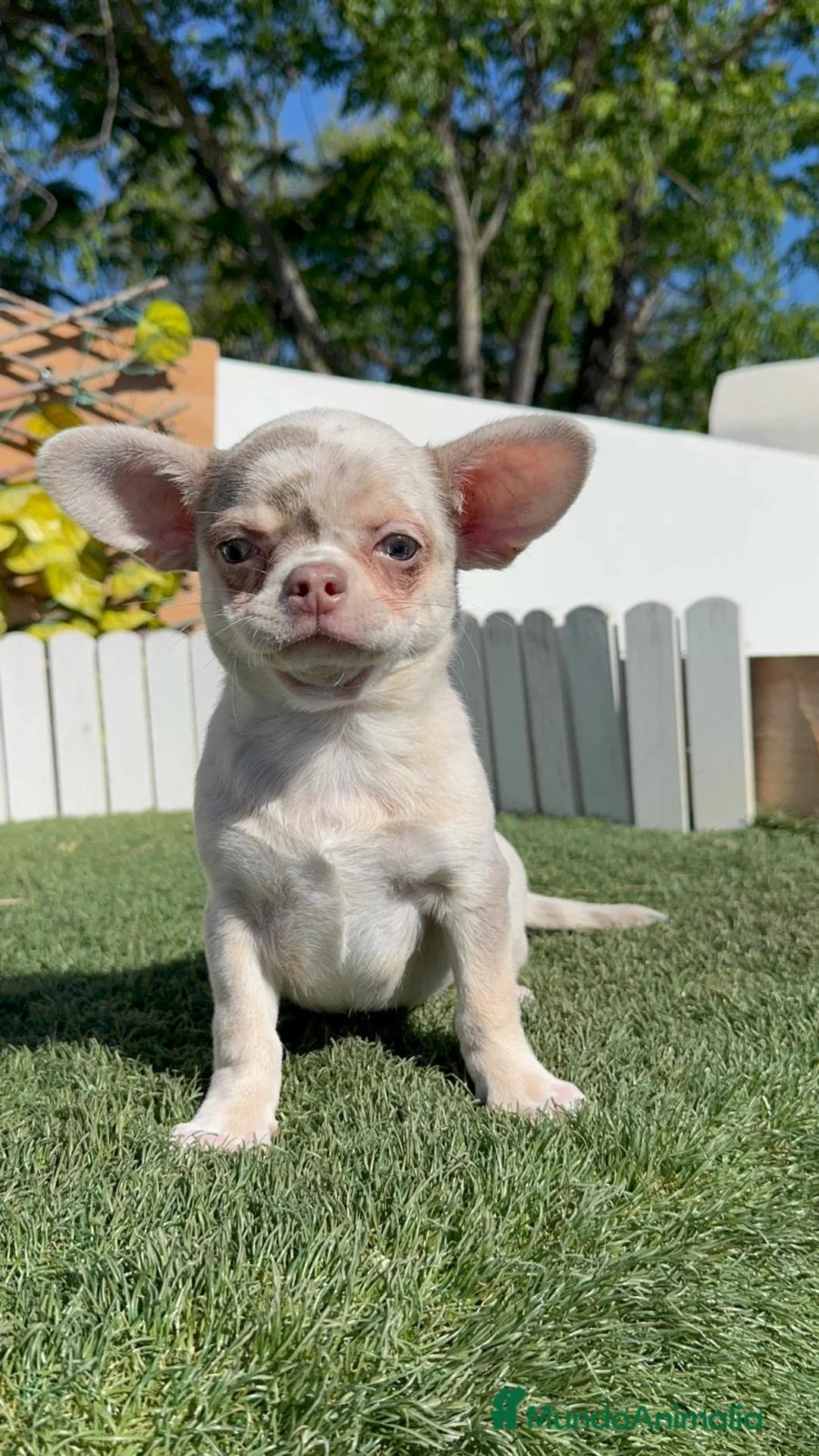 Chihuahua perros en venta: CHIHUAHUA MERLE-LISTO PARA ENTREGAR - Anuncio 14