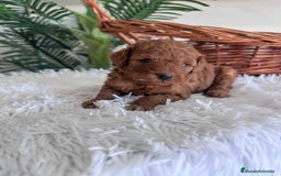Caniche Toy perros en venta: CANICHE TOY ROJO MCHO, ENVIO A TODA ESPAÑA - Imagen 7