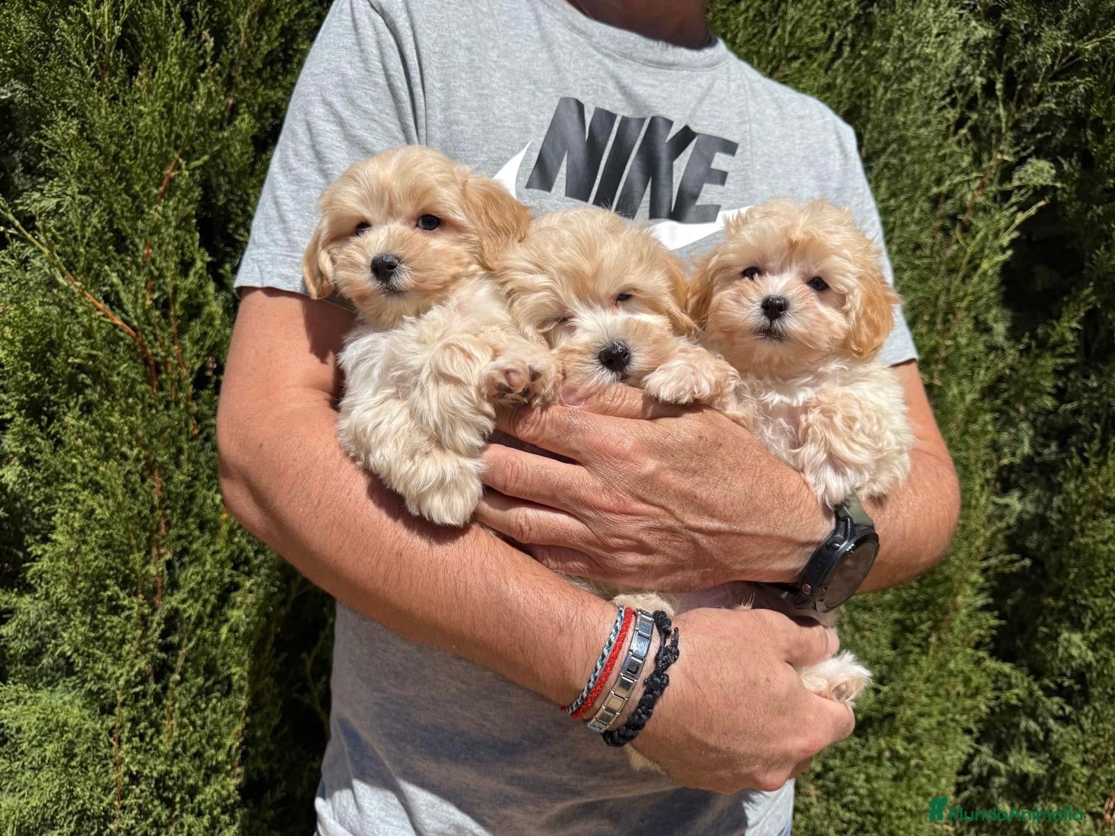 Maltipoo perros Maltipoo machos disponibles muy bonitos!! - Anuncio 1