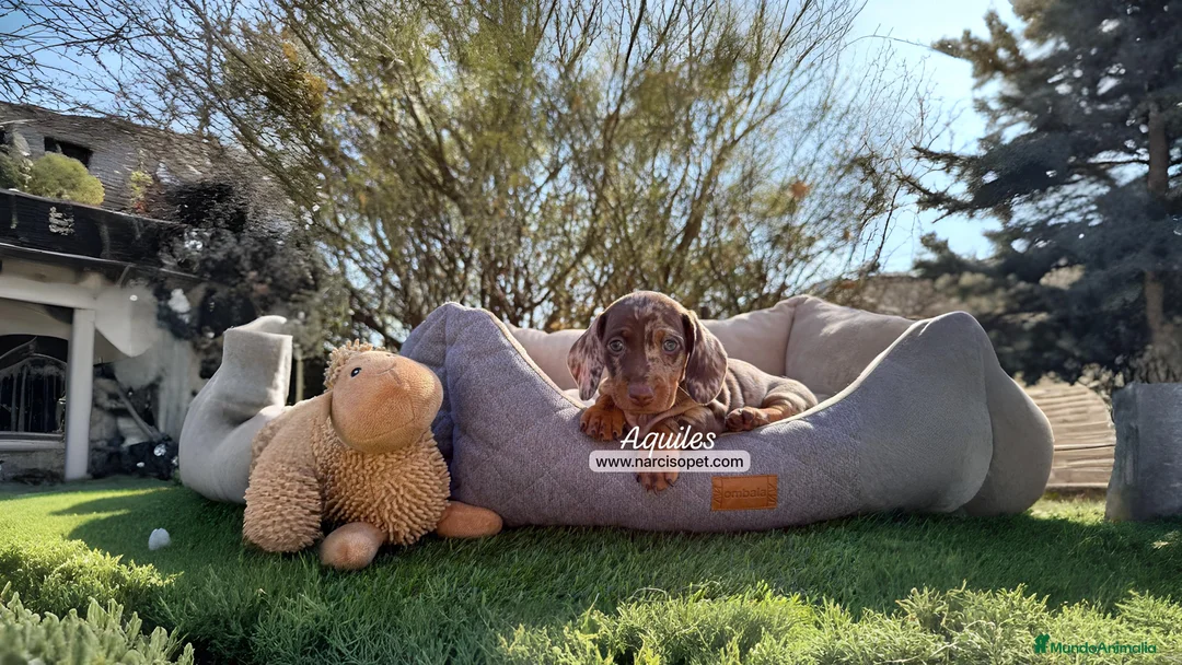 Teckel Miniatura perros en venta: TECKEL MERLE CHOCOLATE - Anuncio 2