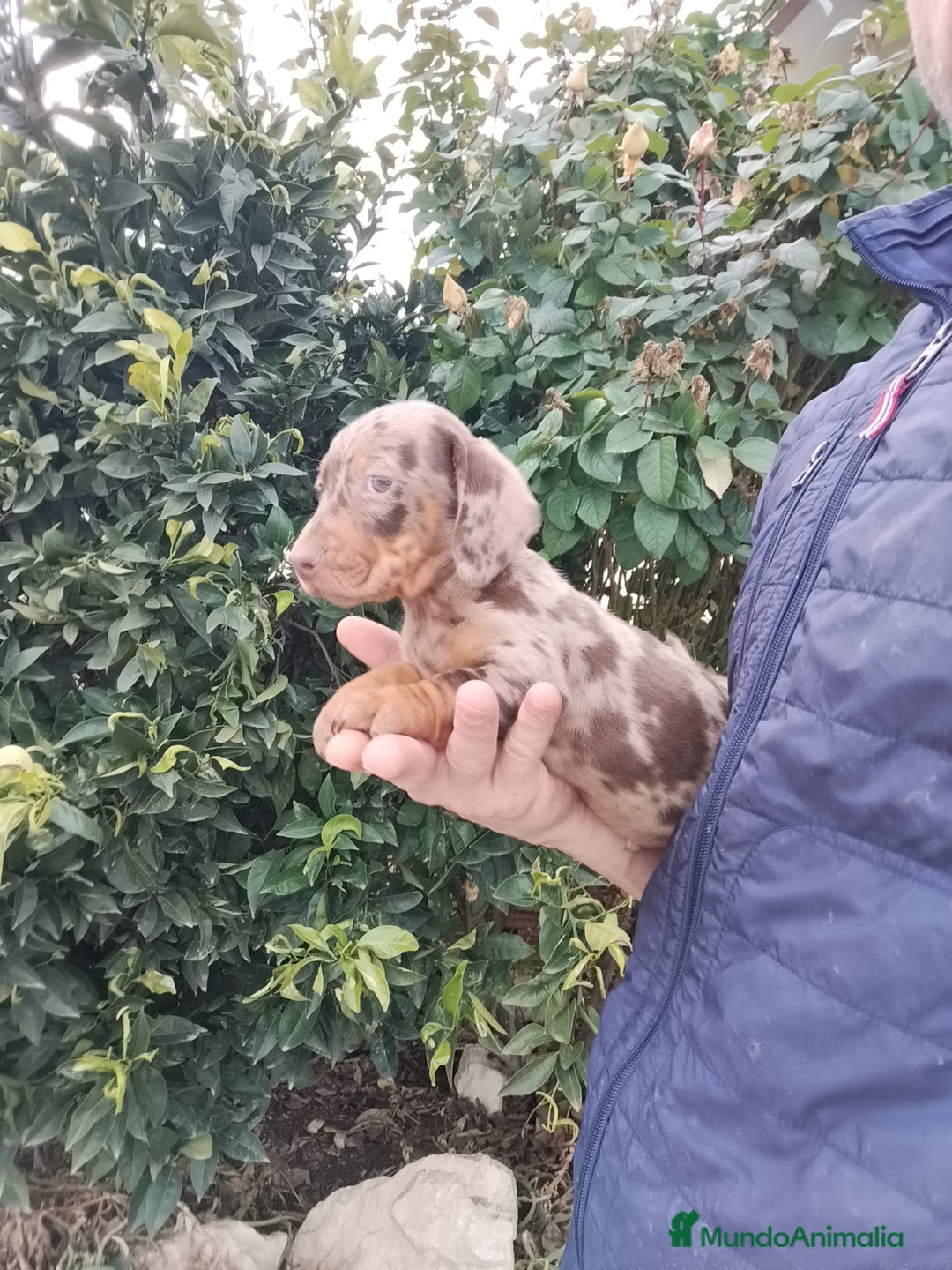 Teckel Miniatura perros en venta: Teckels miniatura  - Anuncio 1