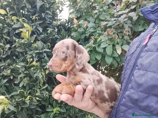 Teckel Miniatura perros Teckels miniatura - Anuncio 2