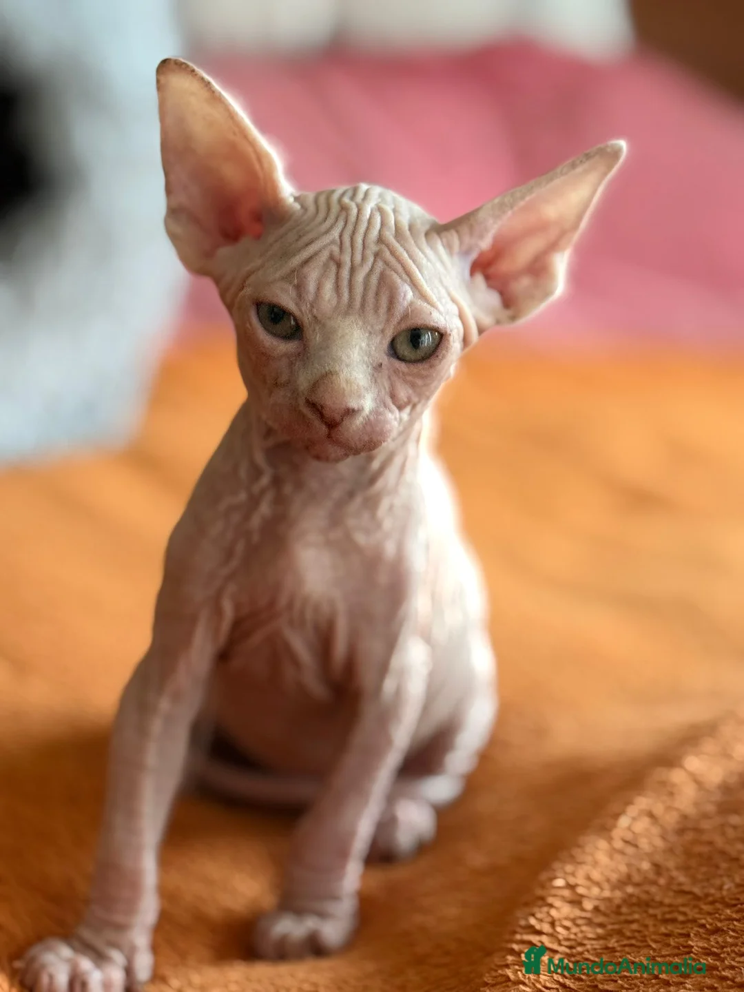 Sphynx gatos en venta: Gatita sphynx espectacular! - Anuncio 3