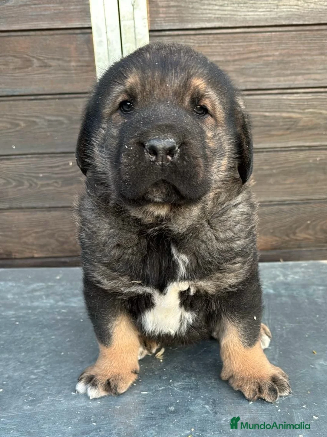 Mastín Español perros en venta: MASTÍN ESPAÑOL MACHO DISPONIBLE en Barcelona - Anuncio 5