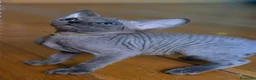 Sphynx gatos en venta: Sphynx pedigree - Anuncio 5
