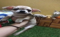 Chihuahua perros en venta: Chihuahua cabeza manzana  - Imagen 8