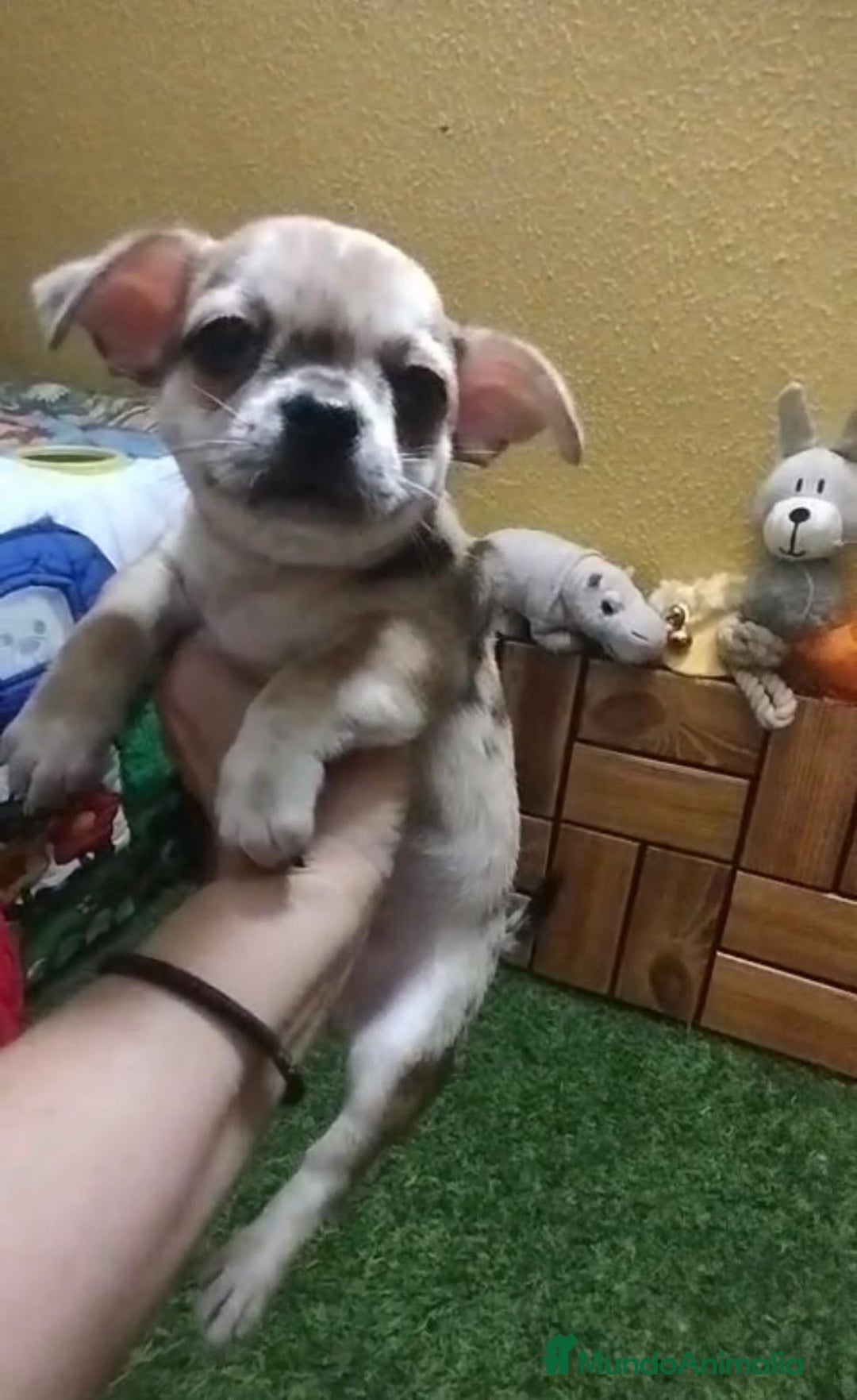 Chihuahua perros en venta: Chihuahua cabeza manzana  - Imagen 8