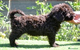 Perro de Agua Español perros en venta: Cachorras hembras de perro de agua español - Imagen 6
