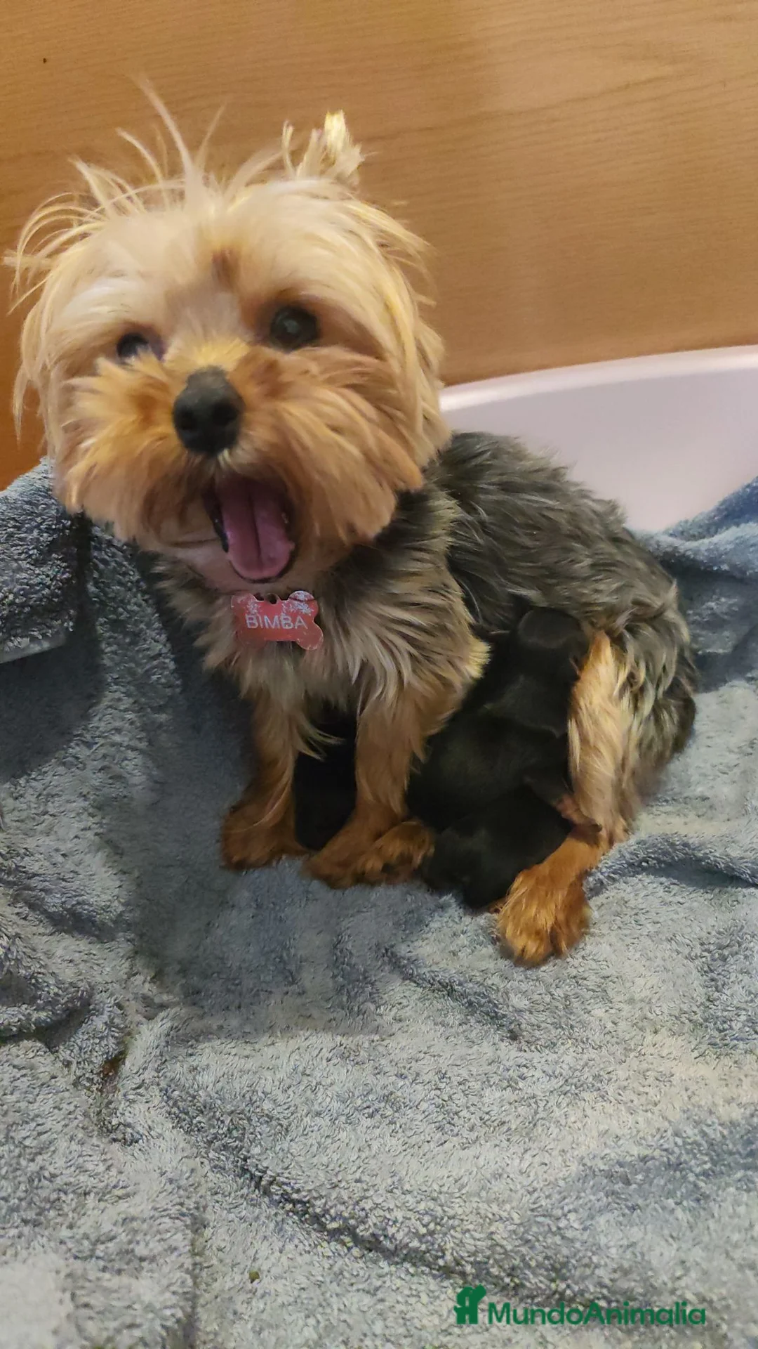 Yorkshire Terrier perros en venta: Excelente camada de yorkshire terrier  en Valladolid - Anuncio 10