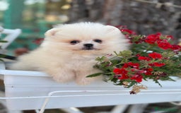 Pomerania perros en venta: Pomerania Macho toy disponible !! - Imagen 2