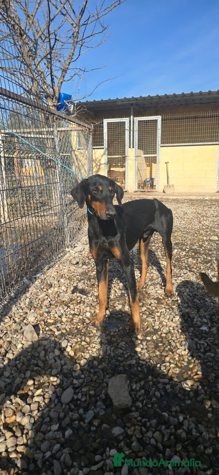 Dobermann perros Doberman de 6 meses  - Anuncio 1