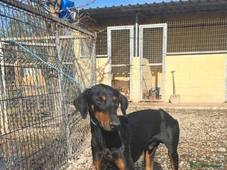 Dobermann perros Doberman de 6 meses - Anuncio 1