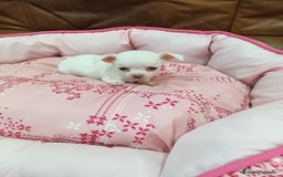 Chihuahua perros en venta: CHIHUAHUA TOY - Imagen 5