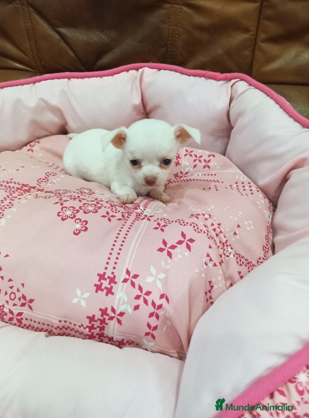 Chihuahua perros en venta: CHIHUAHUA TOY - Imagen 5