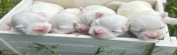 Bichón Maltés perros en venta: Bonita camada Bichon Maltes - Anuncio 1