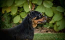 Rottweiler perros en adopcion: Hembra adulta con pedigree - Imagen 3