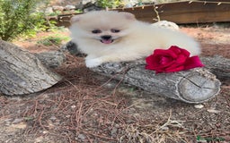 Pomerania perros en venta: Pomerania macho disponible  - Imagen 2