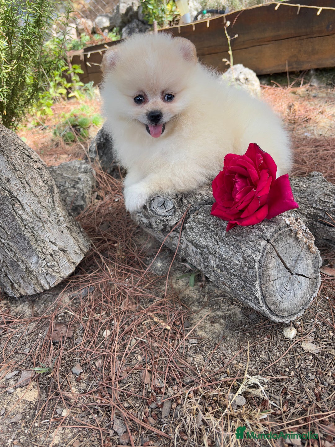 Pomerania perros en venta: Pomerania macho disponible  - Imagen 2
