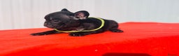Bulldog Francés perros en venta: Bulldog Francés  - Anuncio 10