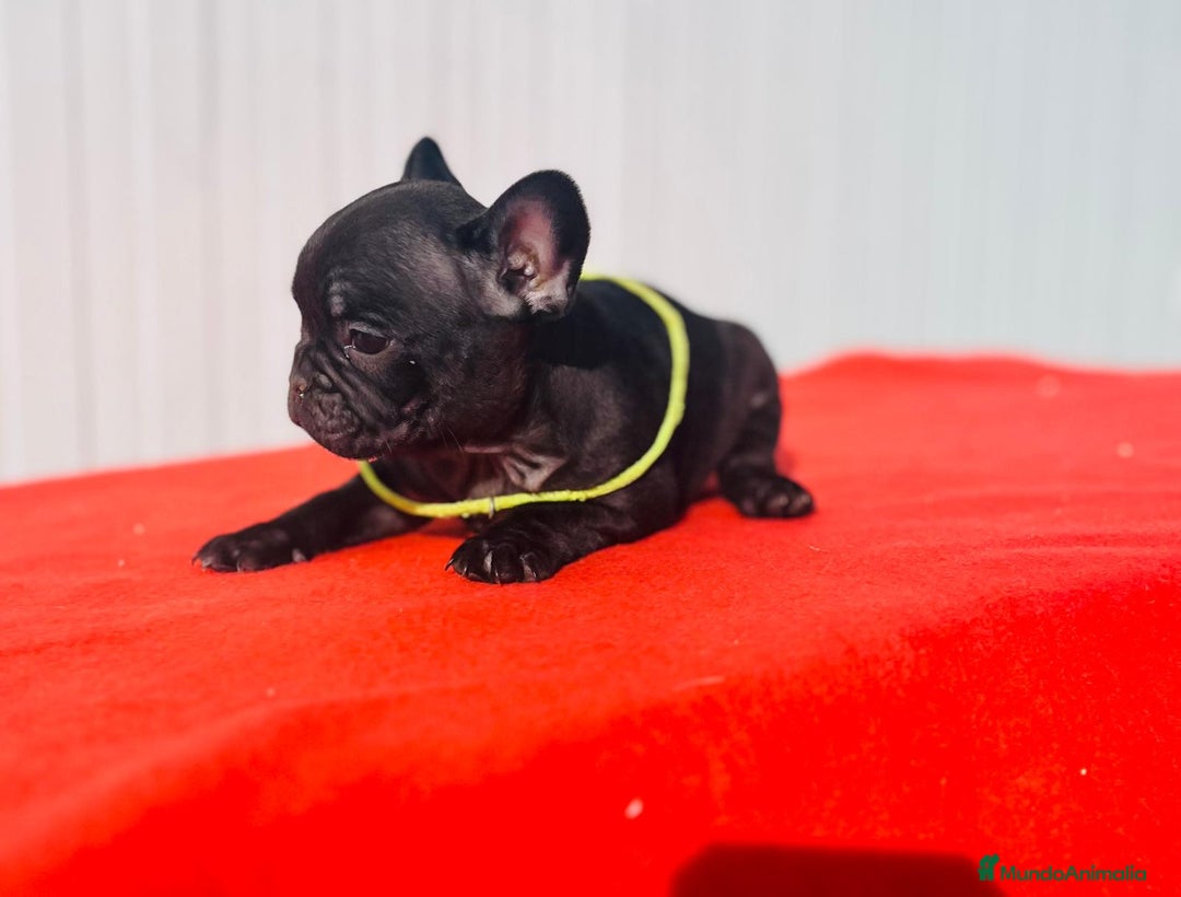 Bulldog Francés perros en venta: Bulldog Francés  - Anuncio 10