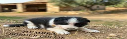 Border Collie perros en venta: Cachorros de border collie  - Anuncio 4