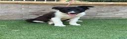 Border Collie perros en venta: Cachorra Border collie  - Anuncio 2