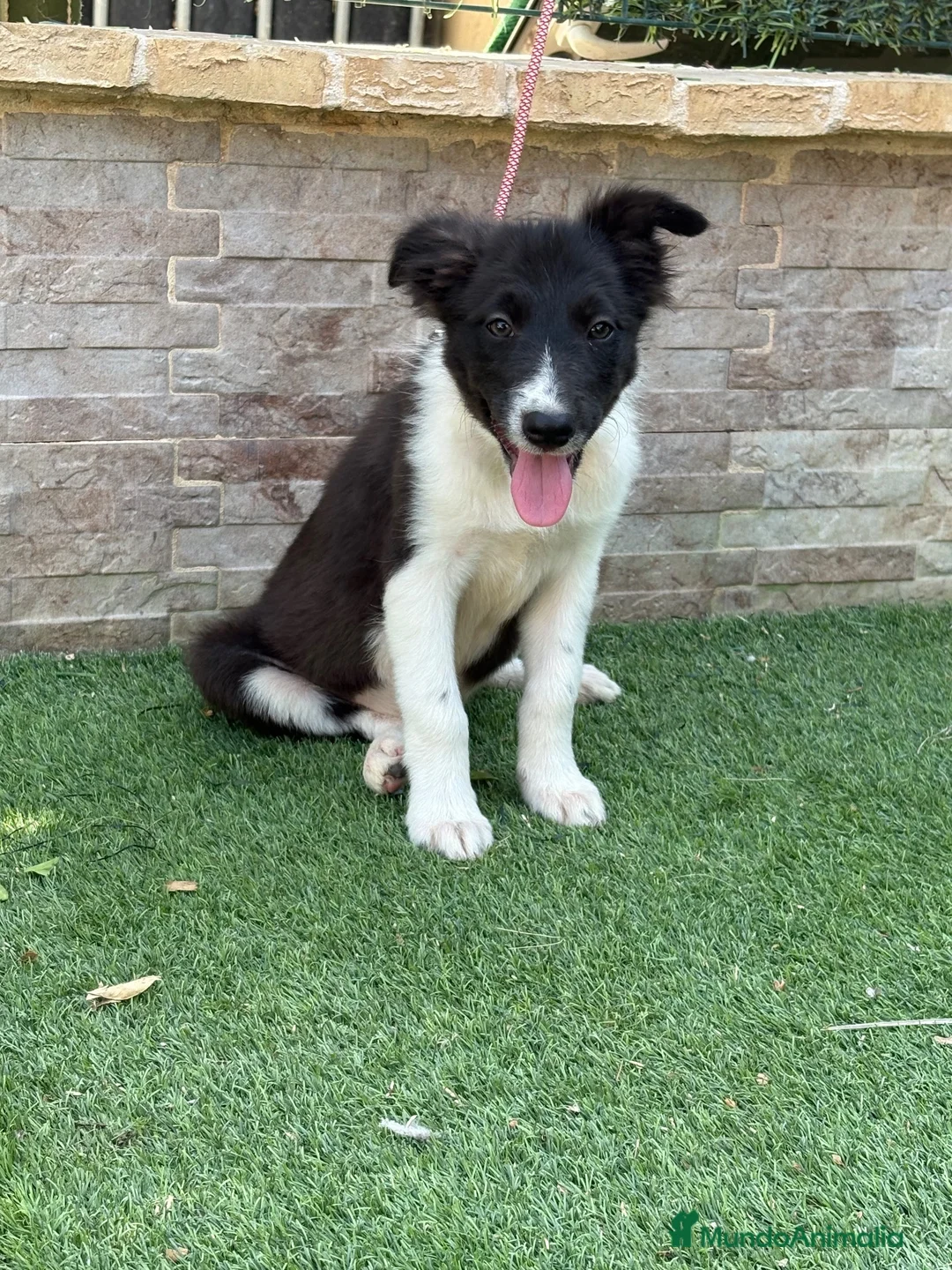Border Collie perros en venta: Cachorra Border collie  - Anuncio 2