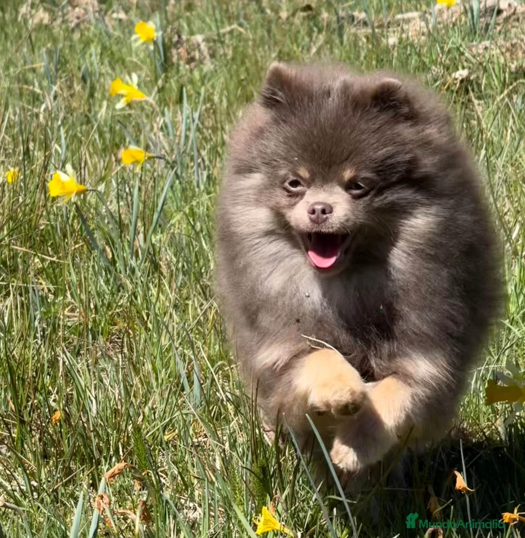 Pomerania perros para monta: 💜✨ Precioso Lilac&tan para montas ✨💜 - Anuncio 1