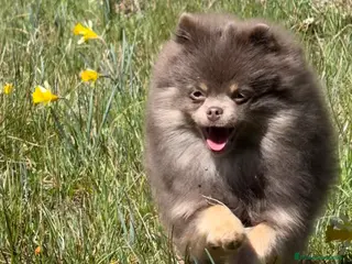 Pomerania perros 💜✨ Precioso Lilac&tan para montas ✨💜 - Anuncio 1