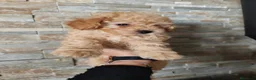 Raza Mixta perros en venta: Ultimo caniche toy en Madrid - Anuncio 4