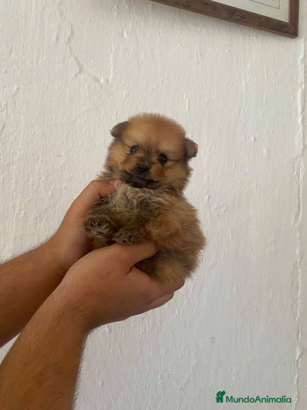 Pomerania perros en venta: Cachorra de Lulú de Pomerania  - Anuncio 2